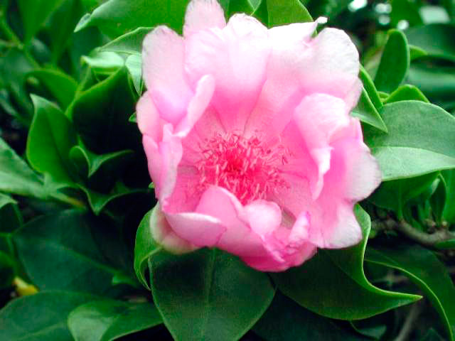La Rosa de Bayahibe